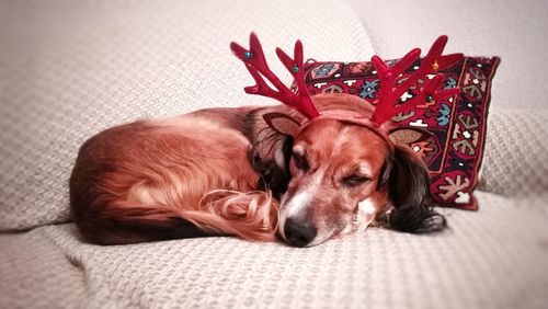 Portrait of dog resting on bed at home