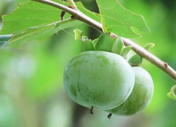 Close-up of fruit growing on tree