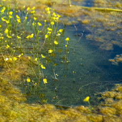 Close-up of yellow flower on field