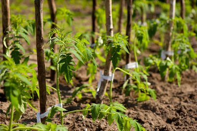 Close-up of plants growing in forest