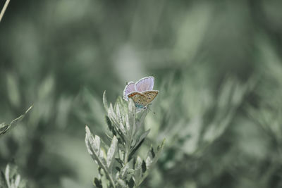 Close-up of butterfly pollinating on flower