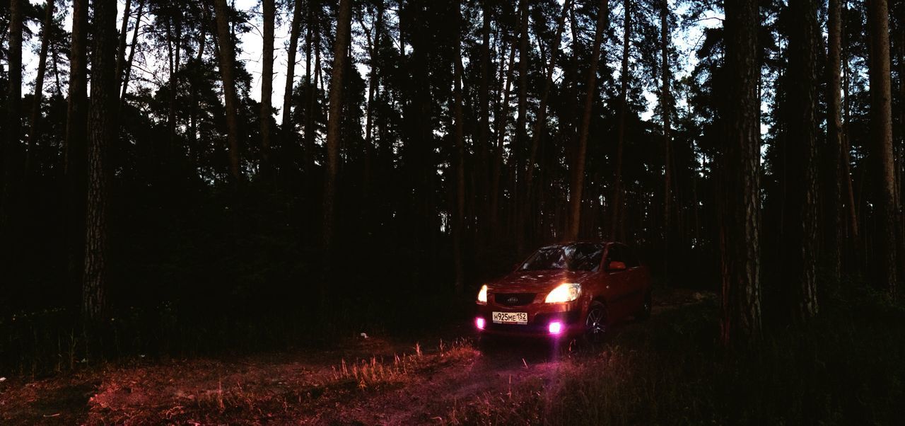 tree, night, illuminated, tree trunk, forest, transportation, car, dark, outdoors, glowing, nature, tranquility, no people, street, lens flare, land vehicle, light - natural phenomenon, growth, woodland, reflection