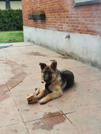 Dog sitting on footpath