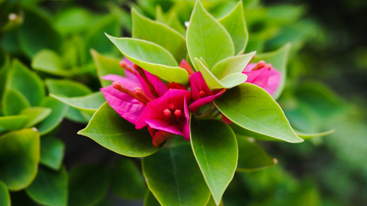 CLOSE-UP OF PINK FLOWER BLOOMING