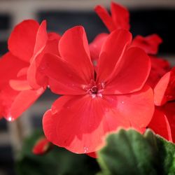 Close-up of red flower