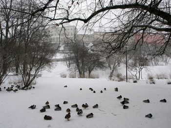 View of birds on snow covered land