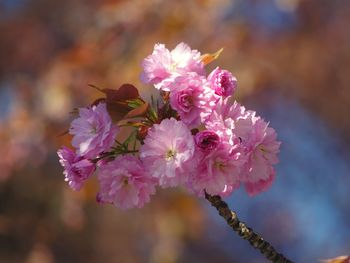 Close-up of pink cherry blossom