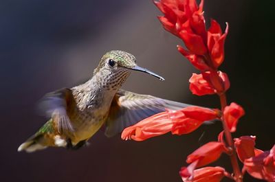 Close-up of an animal