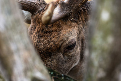 Fallow deer portrait