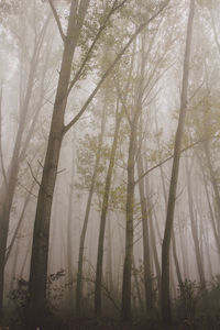 Low angle view of trees in forest