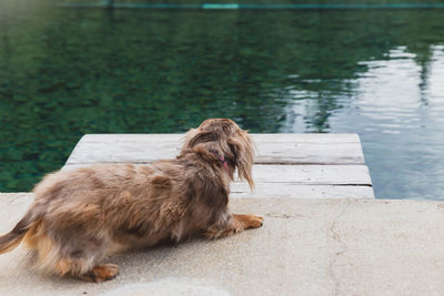 Dog sitting on a lake