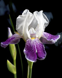 Close-up of white iris flower against black background