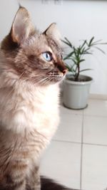 Close-up of cat looking away while at home