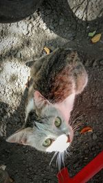 Close-up portrait of cat