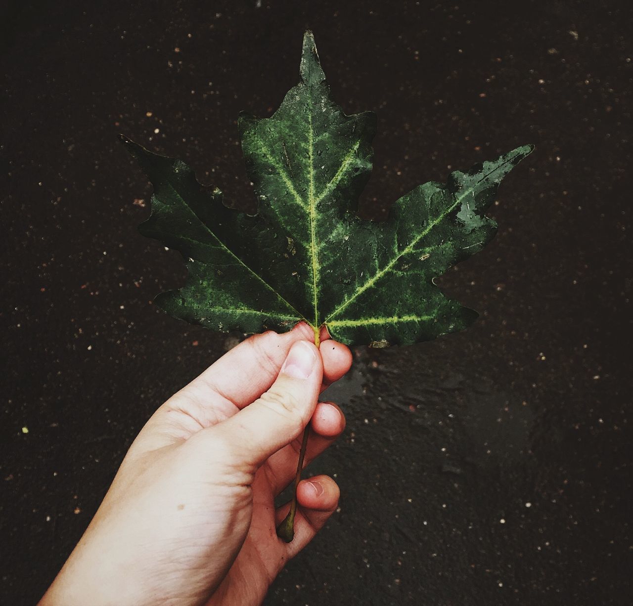 CROPPED IMAGE OF PERSON HOLDING LEAF