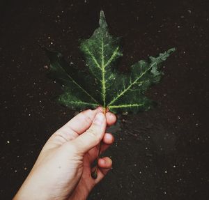 Cropped image of person holding leaf against black background