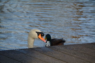 Close-up of swan in lake by pier