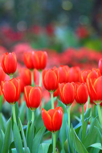 Close-up of red tulips on field