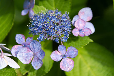 Close-up of purple hydrangea flowers