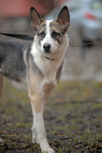 Portrait of dog standing on field