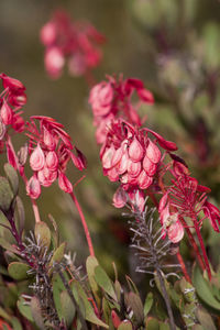 Close-up of pink flowering plant