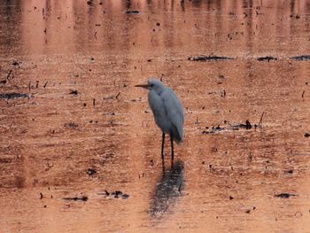 Bird perching on rock