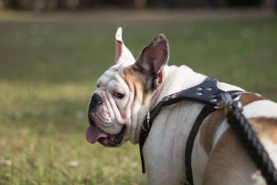 Close-up of bulldog standing on grassy field