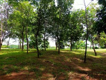 Trees in a field