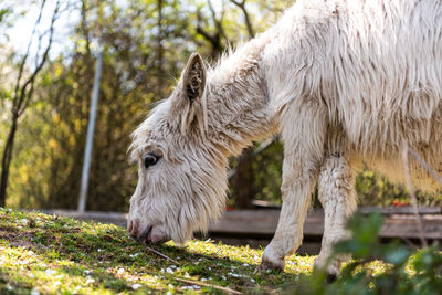 Portrait of a horse on field