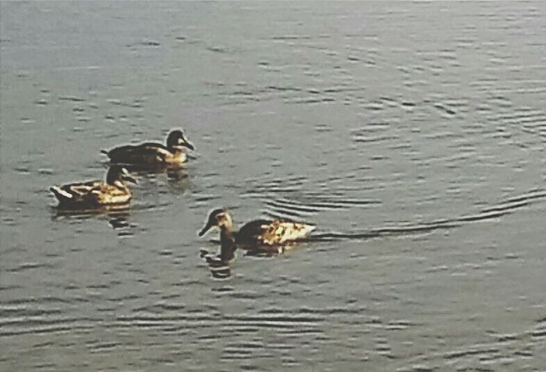 animal themes, water, animals in the wild, duck, wildlife, bird, swimming, lake, waterfront, high angle view, rippled, mallard duck, reflection, nature, water bird, young animal, togetherness, two animals, animal family, outdoors