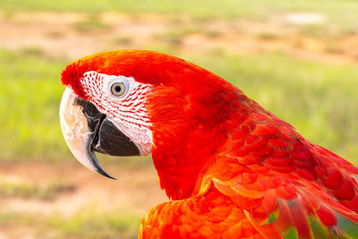 Close-up of a parrot