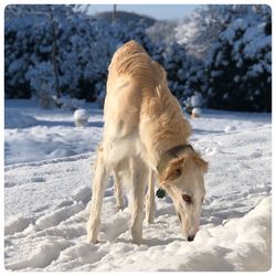 Dog standing in snow