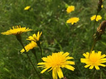 Close-up of yellow flower