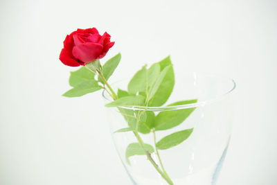 Close-up of rose against white background