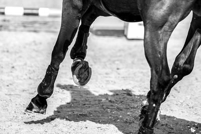 Equestrian, horse jumping competition, show jumping themed photograph.