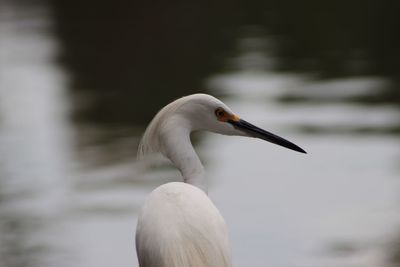 Close-up of seagull