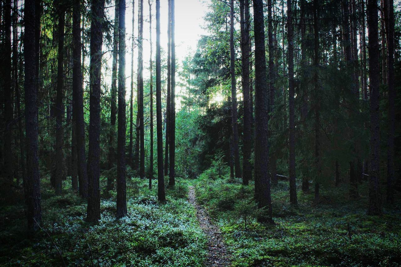 VIEW OF TREES IN FOREST