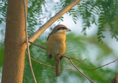 Close-up of bird perching on tree