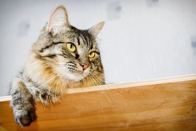 Close-up portrait of cat