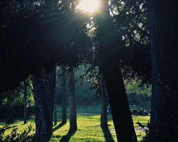 Sunlight streaming through trees in forest