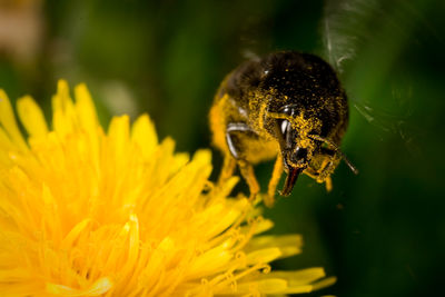 Close-up of insect on yellow flower