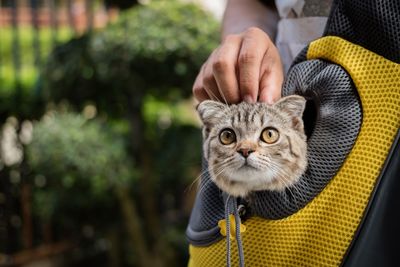 Close-up portrait of a cat against blurred background