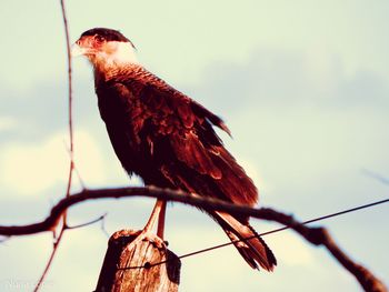 Low angle view of bird perching against sky