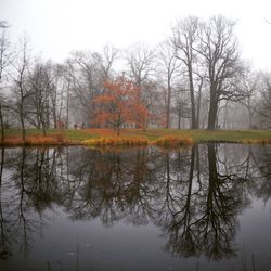 Bare trees reflecting in lake