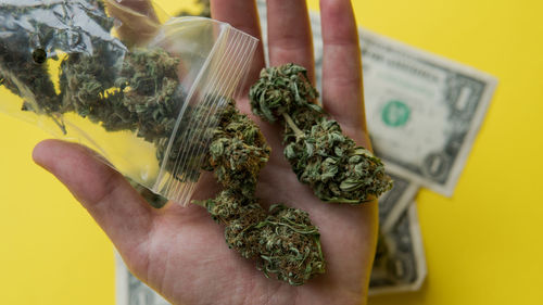 Cropped hand holding plastic with marijuana over yellow background