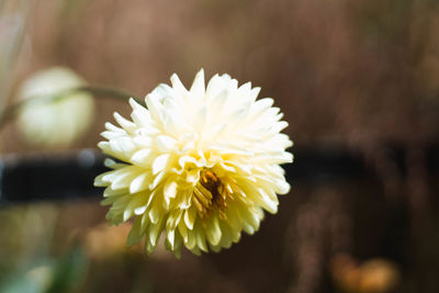 Close-up of flower blooming outdoors