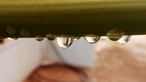 Close-up of water drop on leaf