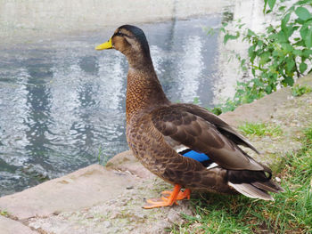 Side view of a duck on lakeshore