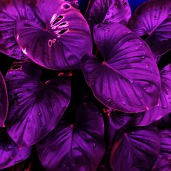 Close-up of wet purple flowering plants
