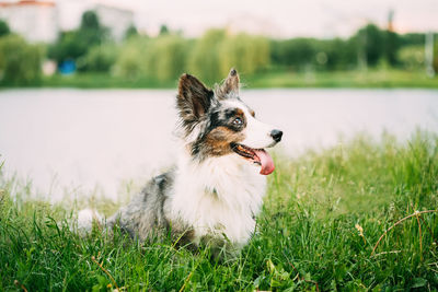 Portrait of dog running on grassy field